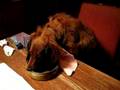 Bruno the Dog eating at the table like a person.