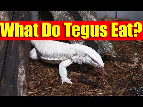 YouTube reptile video