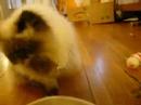 My Himalayan Cat Goma Eating With Hands