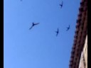 pajaros por un tubo pajaros por un tubo