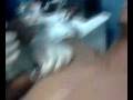 videos de Griffo Tatto - Piercing no mamilo - Logan