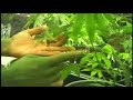 how to grow weed - part 6