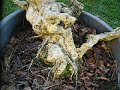 HIRTH BONSAI - WISTERIA SINENSIS YAMADORI 2009 12 23.