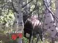 Giant Utah Elk - Bulls Gone Wild 2