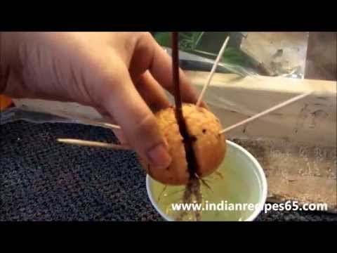 how to replant an avocado seed