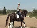 stallion borus