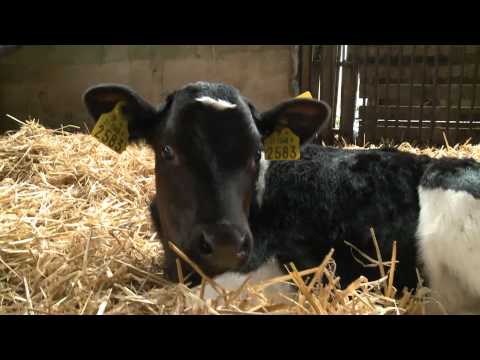how to treat bvd in cattle