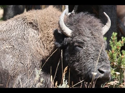bison