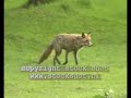 Red Fox in Veluwe National Park