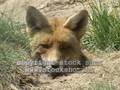Red Fox in Veluwe National Park