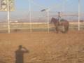 videos de horses for sale yaniv