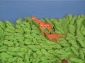 azumanga-daioh-opening.html
