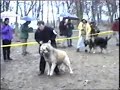Sarplaninac Musa karabeg