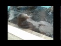 Click here to watch this video Sea Lion With An Itch