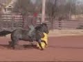 MJ Sweet Valentine smikin throught a barrel pattern. This filly is just a 3yr old. She is one of 3 colts we have in training to run in our 100K slot that we own for the Super Stakes race in OKC. Watch her work with Sev Torturo or 3Drum and Bullsandbarrels.com