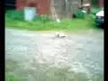 Crash with a car and a minicar