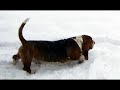 Snow Norway Tina & Bassets Snow Norway Tina & Bassets