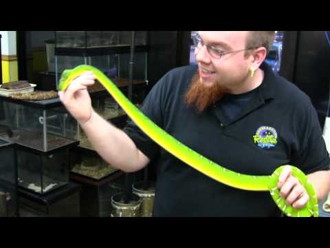 YouTube reptile video
