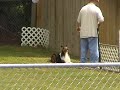 Chase's Herding Champion Title Run
