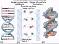 DNA Structure DNA Structure