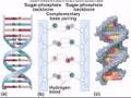 DNA Structure