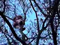 Naked arborist