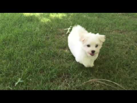 Romeo love to run around in the grass