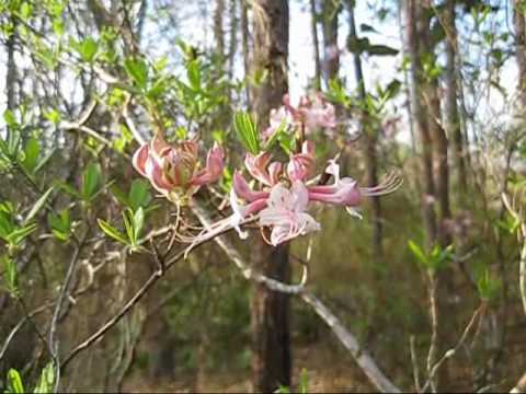 how to transplant wild azaleas