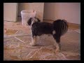 Murray a Bichon Havanese kiskutya Murray a Bichon Havanese kiskutya