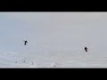 Ice Spiders (2007) - The Movie Trailer Ice Spiders (2007) - The Movie Trailer