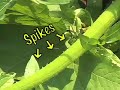 Join Wen as she takes you to a farmers market in Boston, and then wisks you off to a farm to see how the veggies were grown. Squash, potatoes, and carrots... oh my!