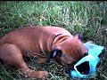 Diesel-Staffie