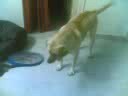 Ginger..! My Dog..PLAYING