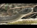 Snake Beauty 01 - Black Mamba 01