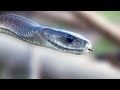 Snake Beauty 01 - Black Mamba 01