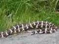 King snakes