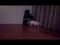 Video di gattino che si spaventa e fa salto
