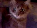 KITTY