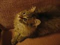 ボール猫動画