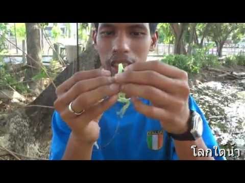 กบยาง - เป็นการนำเสนอการตกปลา ซึ่งผมและเพื่อนๆในกลุ่มช่วยกันทำครับ...