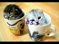 kitty