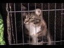Jail Break Cats Jail Break Cats
