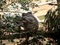 videos de Koara