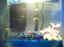 Cappa's new home