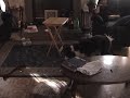 dog on drugs