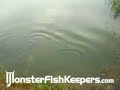 Singapore Arowana Farm Visit - MonsterFishKeepers.com
