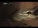 lost crocodiles of the pharoahs part 5