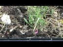 Planting Garlic