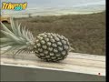 Growing and Processing Pineapples
