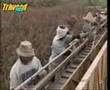Growing and Processing Pineapples